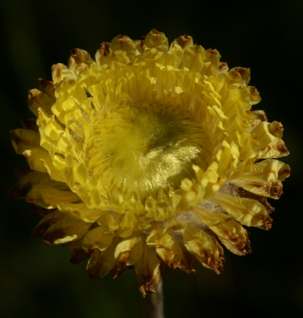 Helichrysum scorpioides